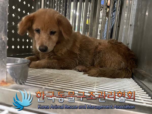 종료(안락사) 믹스…